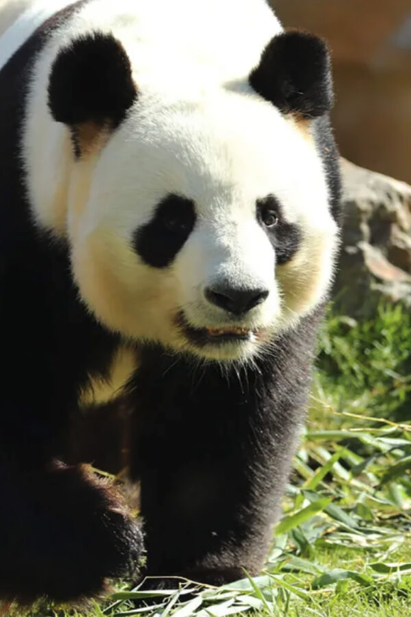 zoo et parc de beauval