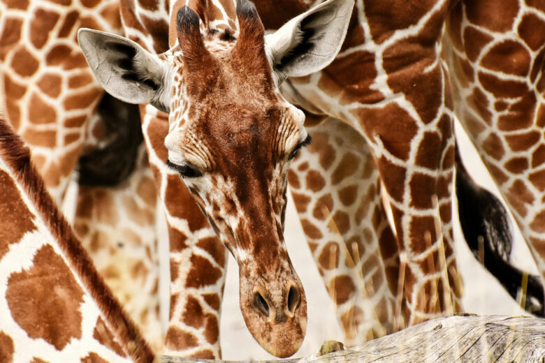 girafe