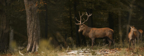 nature sauvage en sologne biche et cerf