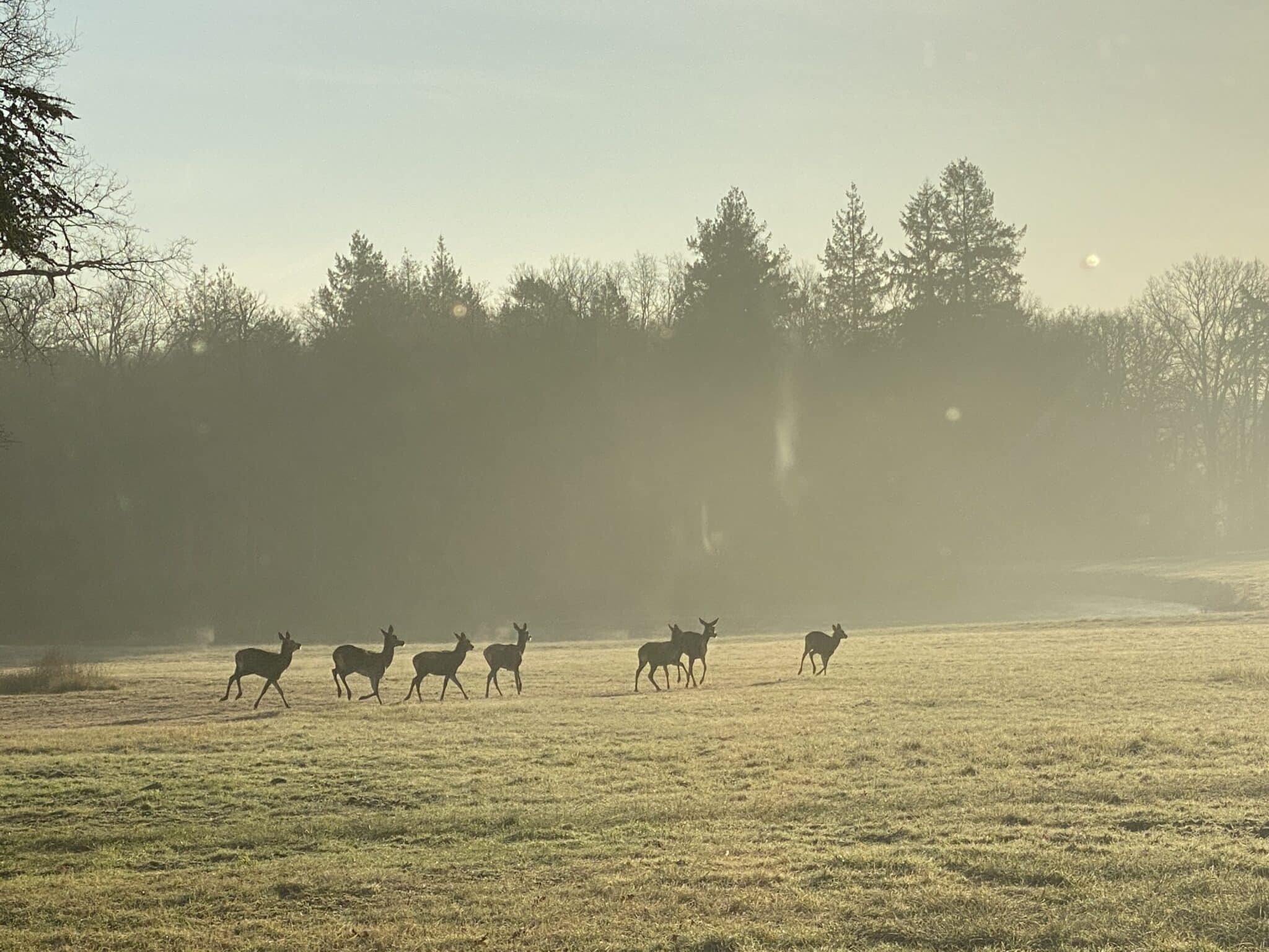 Cerfs et biches devant le chateau des Hayes
